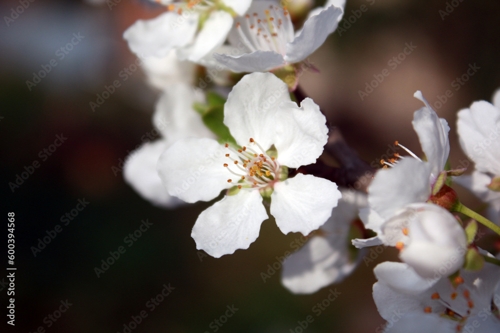 tree flowers tree flowers
