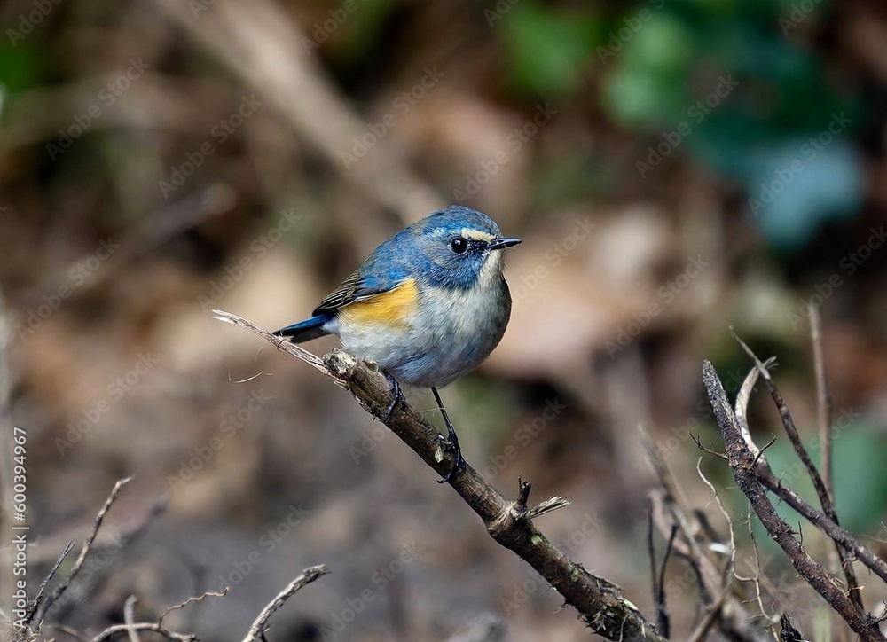 Red Flanked Bluetail in natur