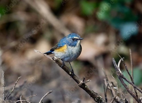 Red Flanked Bluetail in natur