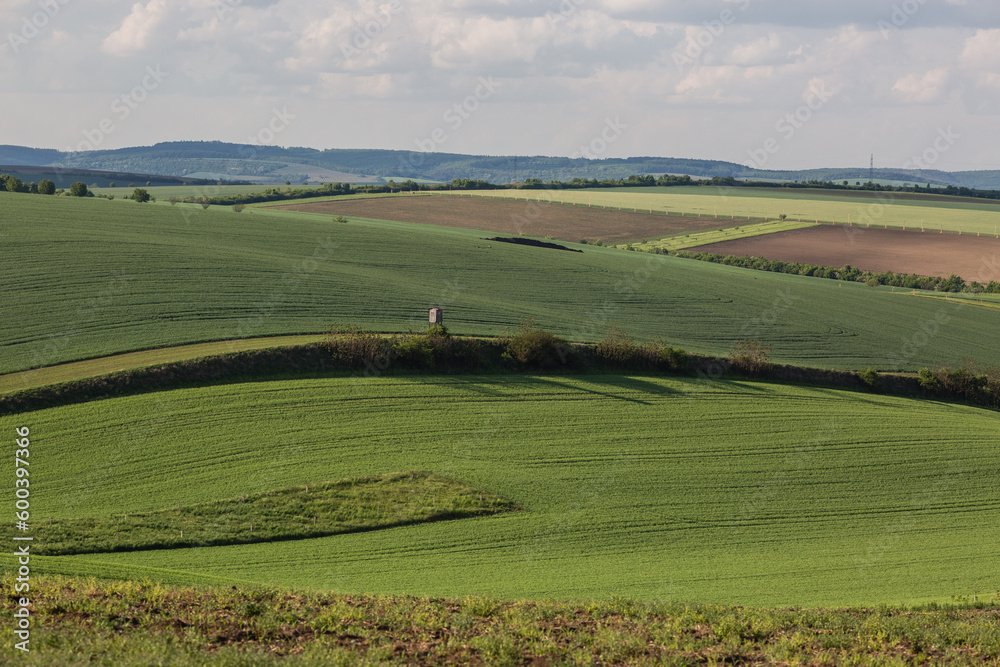 Field waves with trees in the spring in South Moravia, Czech Republic