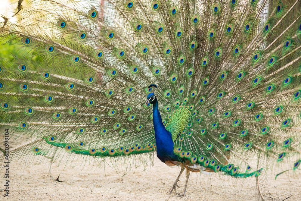 Obraz premium Beautiful peacock walking freely in park Pavo cristatus