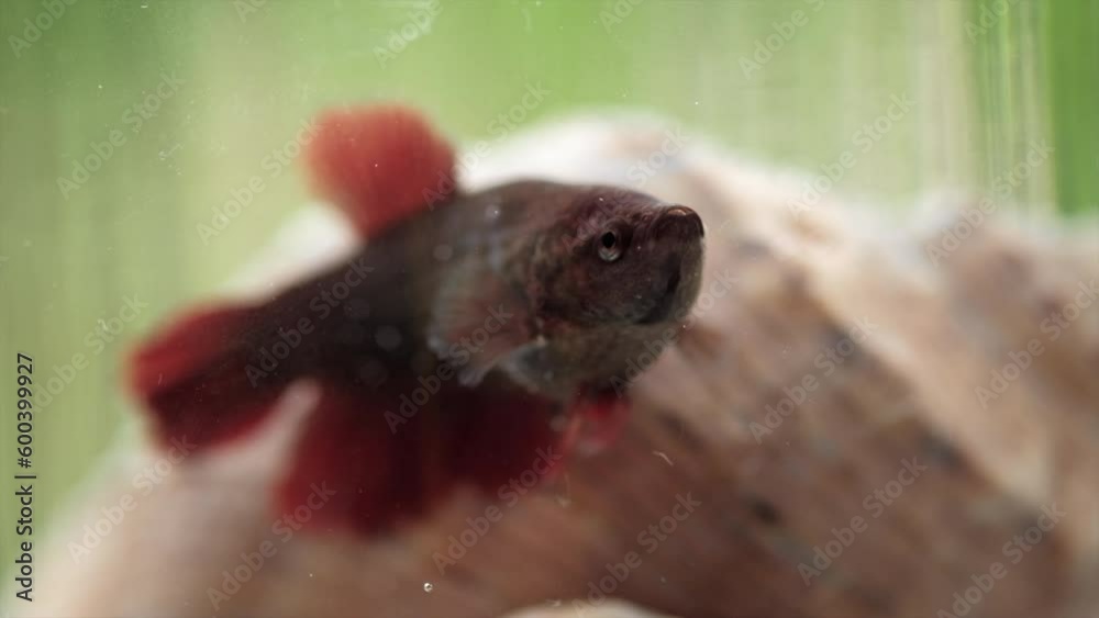 Selective focus of one little tropical red fish swimming in transparent glass aquarium on green background. Animal and nature concept Selective focus of one little tropical red fish swimming in transparent glass aquarium on green background. Animal and nature concept