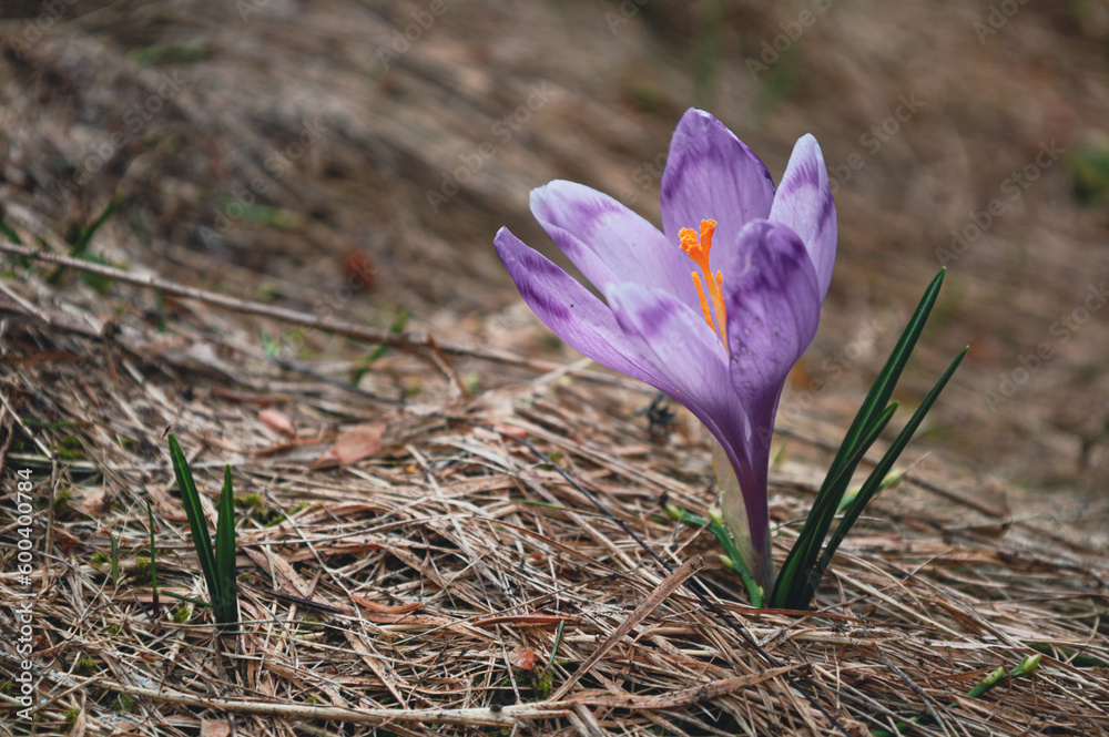 beautiful mountain purple crocus flower on dry grass close up beautiful mountain purple crocus flower on dry grass close up