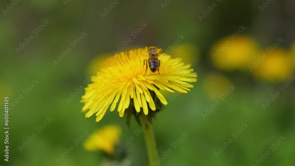 Beautiful flowering dandelion grass. Bees collect pollen, nectar and honey from yellow flowers. Beautiful flowering dandelion grass. Bees collect pollen, nectar and honey from yellow flowers.