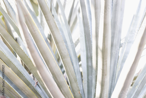 abstract pattern of agave plant.