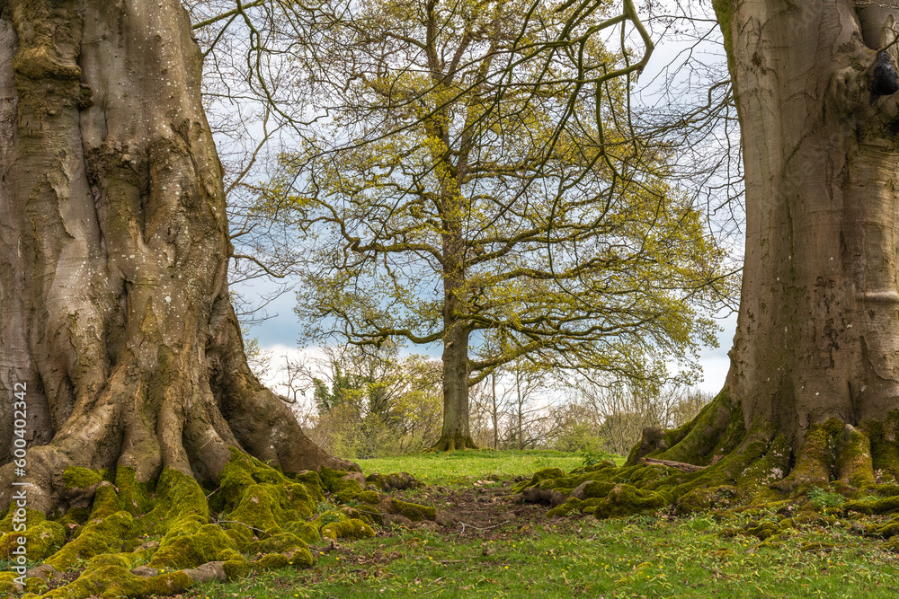 Three trees together in a pattern Three trees together in a pattern