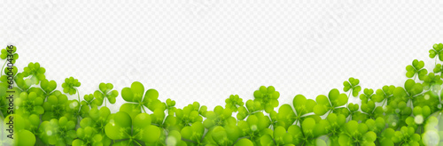 Shamrock clover four leaf St Patrick day lucky green vector border pattern. Realistic cloverleaf plant isolated on transparent background frame illustration for irish march seasonal celebration banner