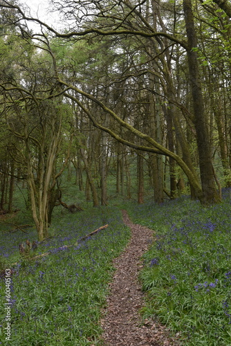 Wallpaper Mural the bluebells in the forest on Walton hill in the west midlands Torontodigital.ca