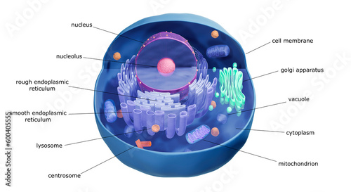 Illustration of animal cell anatomy photo