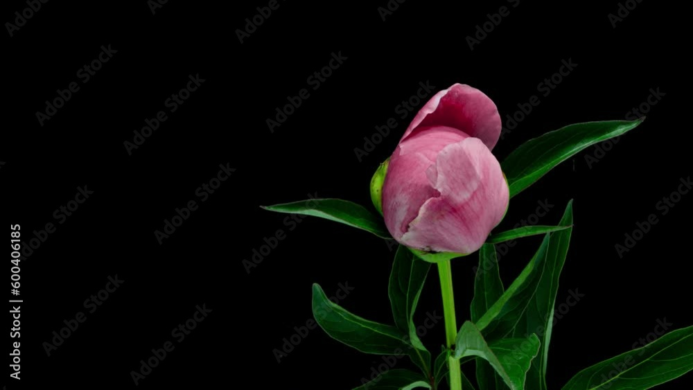 Beautiful pink Peony background. Blooming peony flower open, time lapse, close-up. Wedding backdrop, easter, Valentine's Day concept. 4K UHD video timelapse Beautiful pink Peony background. Blooming peony flower open, time lapse, close-up. Wedding backdrop, easter, Valentine's Day concept. 4K UHD video timelapse