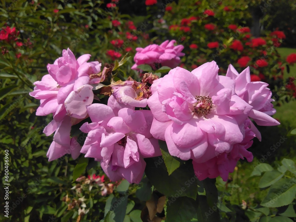 pink color rose pink color rose