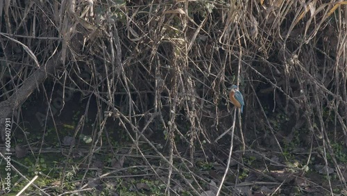 Common Kingfisher, Alced athis, resting perched on a branch then flies out of frame photo