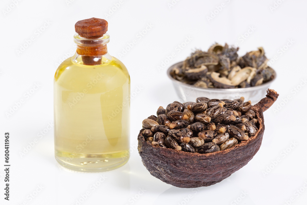 Ricinus communis - Dried seeds And Oil From The Fruit Of The Castor Bean Plant Ricinus communis - Dried seeds And Oil From The Fruit Of The Castor Bean Plant