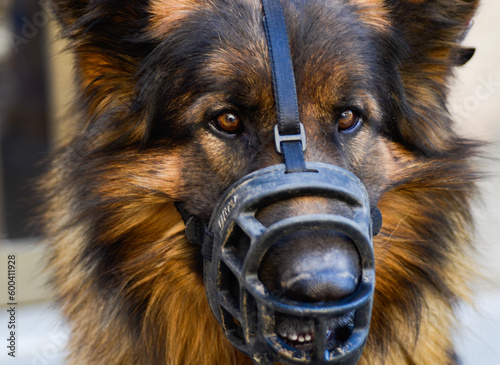 Guardian dog under control wearing a muzzle. Portrait of a german shepherd with a dog mask in a very calm situation.