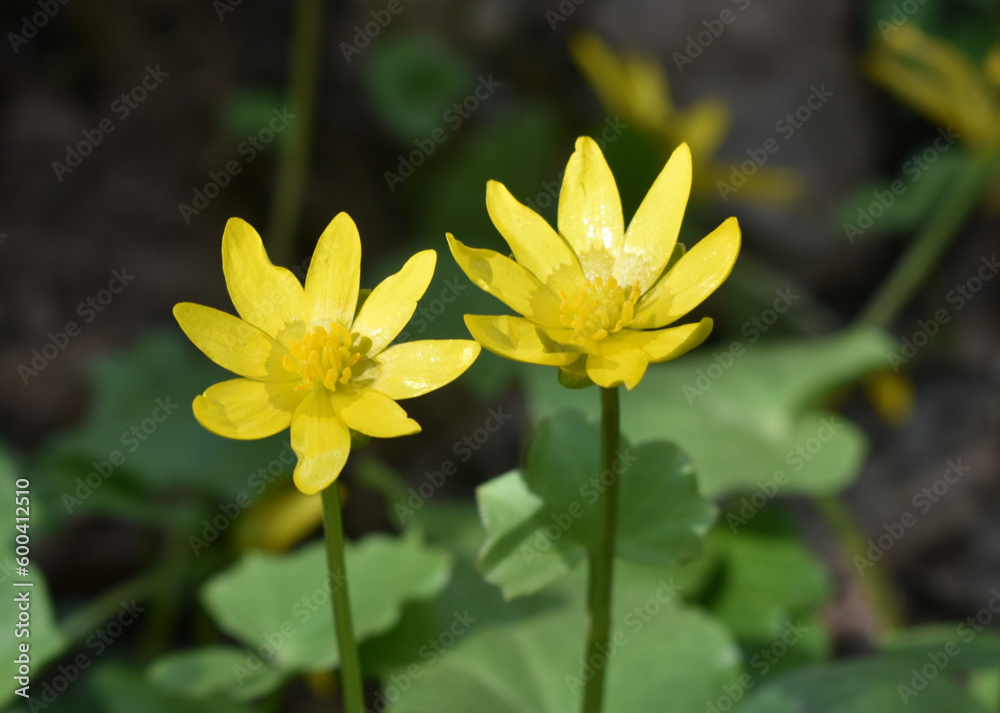 yellow flower in the garden yellow flower in the garden