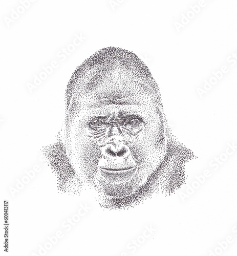 Pen and ink portrait drawing of a gorilla