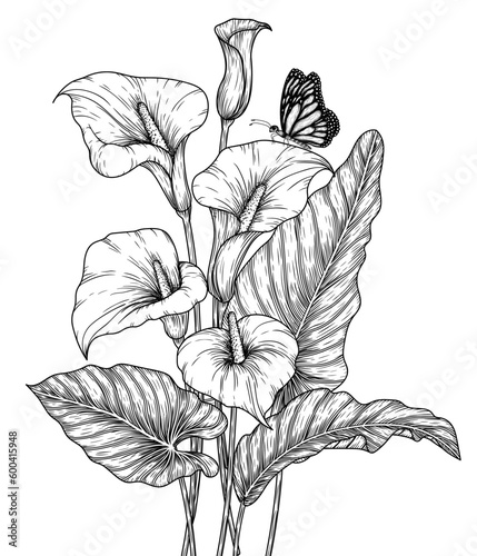 Vector illustration of a bouquet of zantedeschia flowers in engraving style
