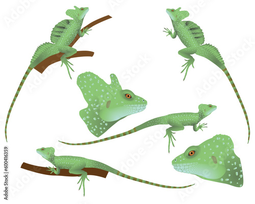 Collection of green basilisk lizard in colour image. The species also called plumed basilisk, double crested basilisk, Jesus lizard.