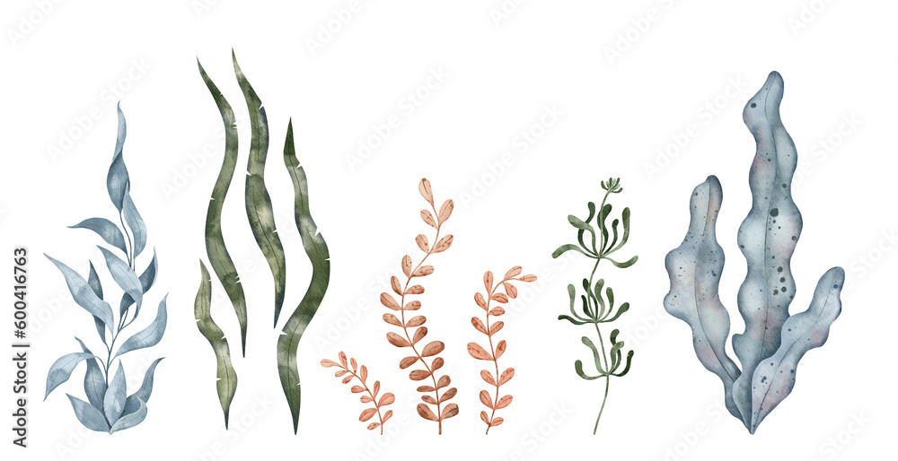 Blue and green seaweed algae leaves, kelp. Underwater plant. Hand drawn watercolor illustration. Marine design elements for print, label, packaging paper, cosmetic, food, card - obrazy, fototapety, plakaty 