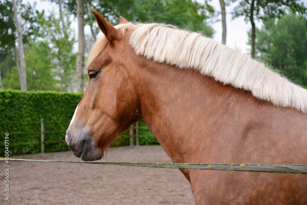 The typical Brabançon horse in its natural environment The typical Brabançon horse in its natural environment