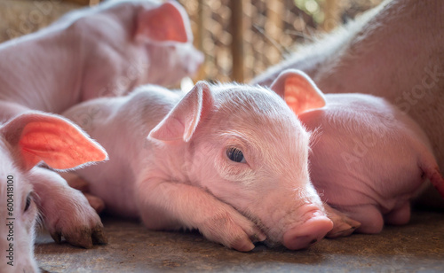 A week-old piglet cute newborn sleeping on the pig farm with other piglets photo