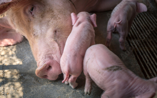 Top view of A week-old piglet cute newborn sleeping on the pig farm with mama pig photo