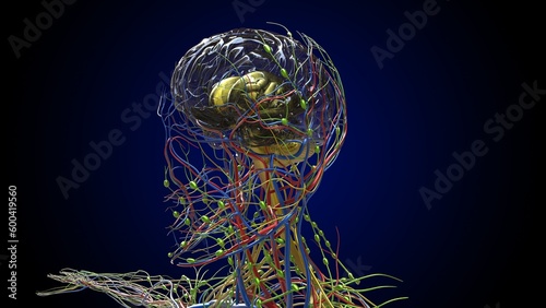 Human brain anatomy for medical concept 3D rendering photo