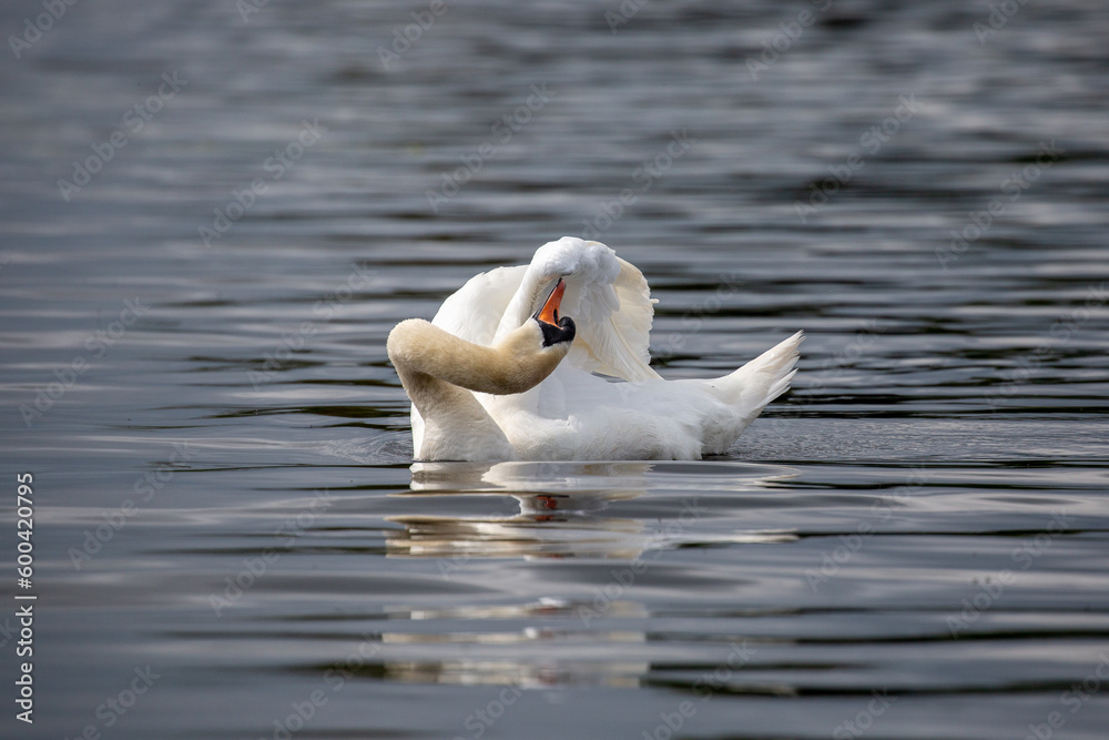 Fototapeta premium Mute swan preening feathers