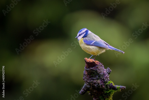Eurasian Blue tit (Cyanistes caeruleus) bird perched close up on tree stump isolated on blurred background