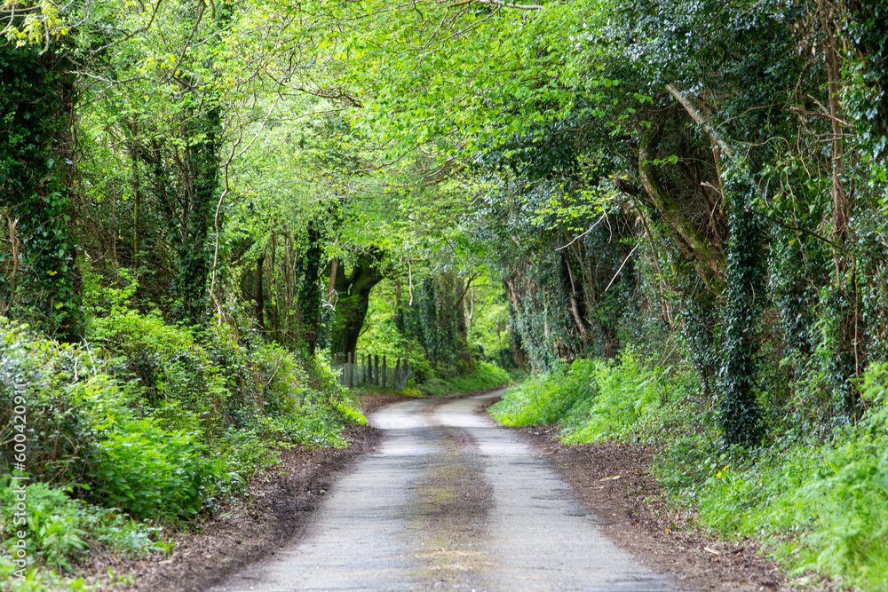 Obraz premium Rural road in the Irish countryside with tree canopy