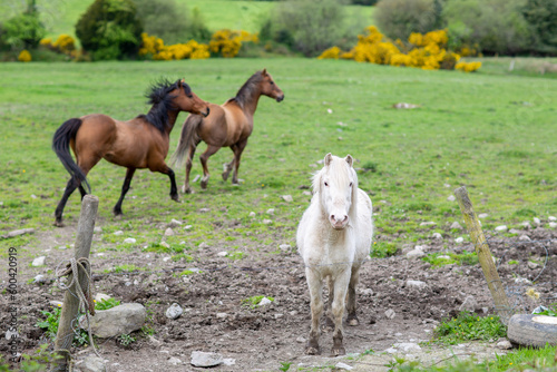 Three horses in a field standing by fence