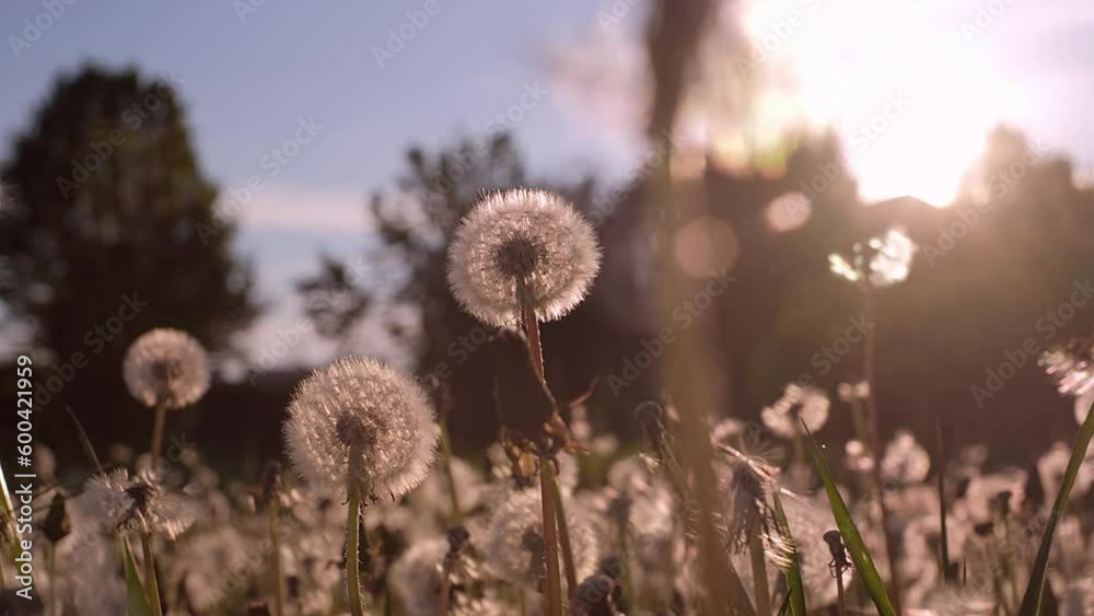 Field of fluffy dandelions, summer landscape