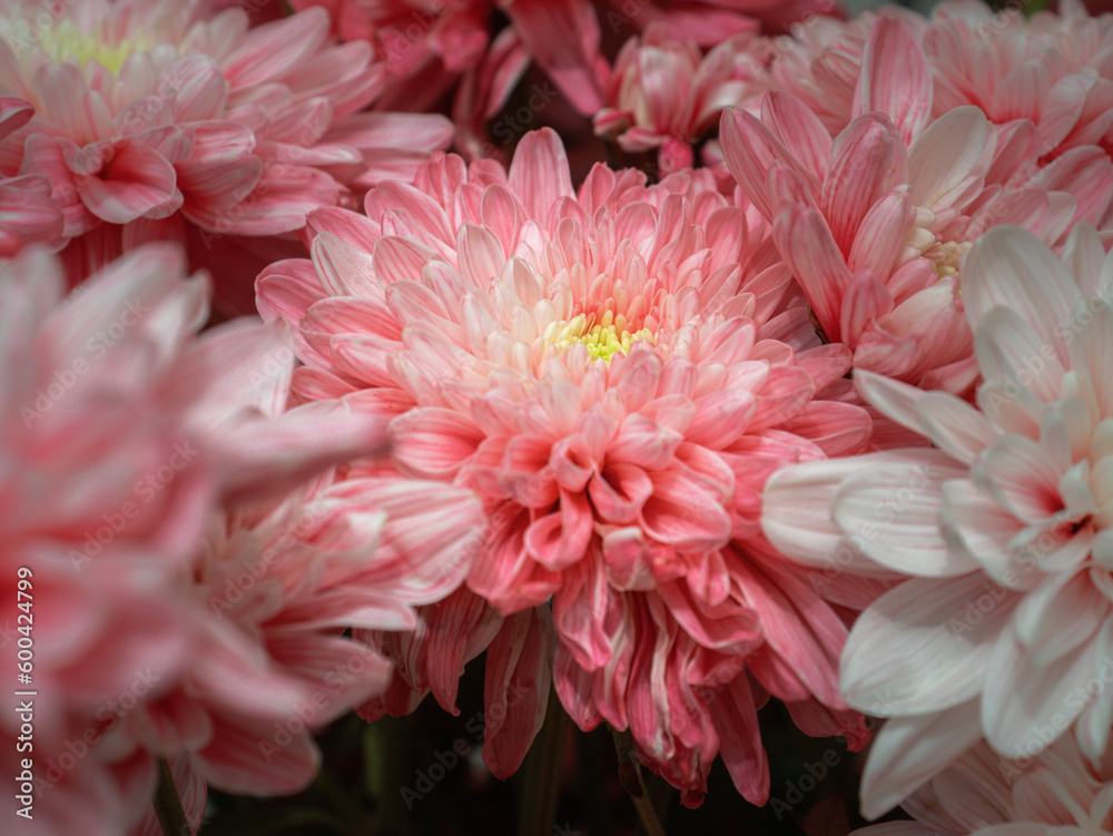 Chrysanthemum morifolium - Pink, White and Yellow 