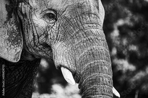 black and white photo of elephant