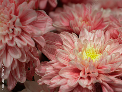 Chrysanthemum morifolium Flowers 