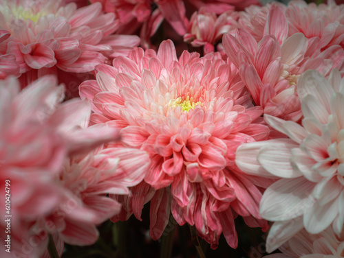 Chrysanthemum morifolium - Pink  White and Yellow 