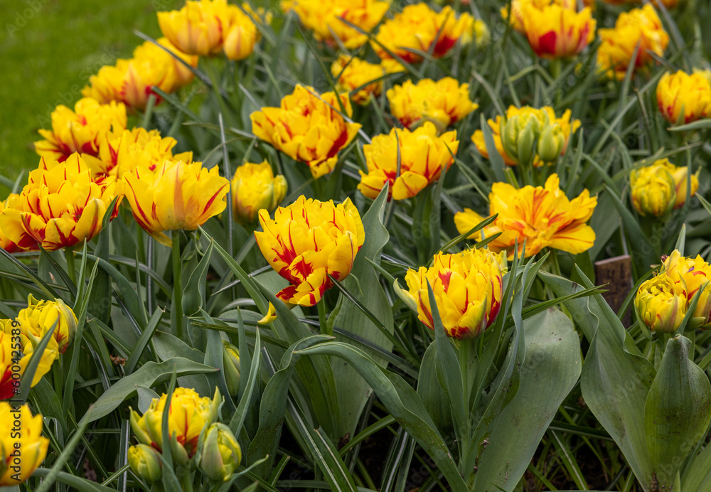 yellow-red tulips blooming in a garden