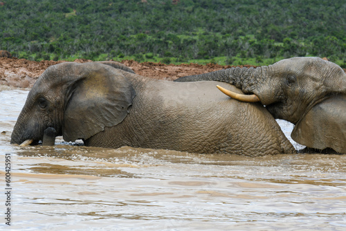 Elephants at the Addo Elephant National Park in South Africa