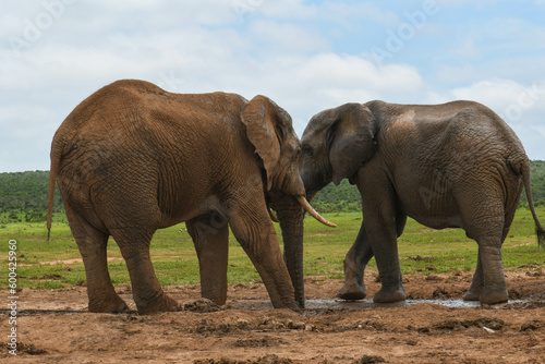 Elephants at the Addo Elephant National Park in South Africa