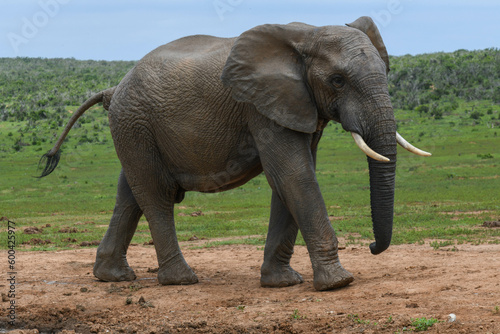 Elephant at the Addo Elephant National Park in South Africa