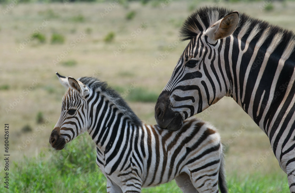Fototapeta premium Zebras at the Addo Elephant National Park in South Africa