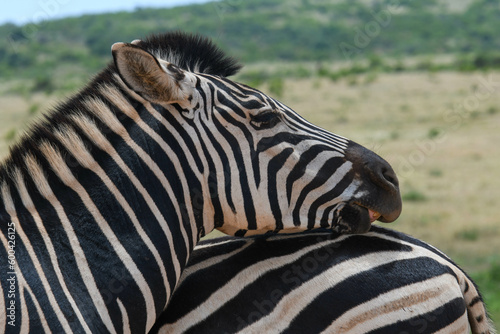 Zebras at the Addo Elephant National Park in South Africa