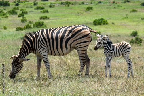 Zebras at the Addo Elephant National Park in South Africa