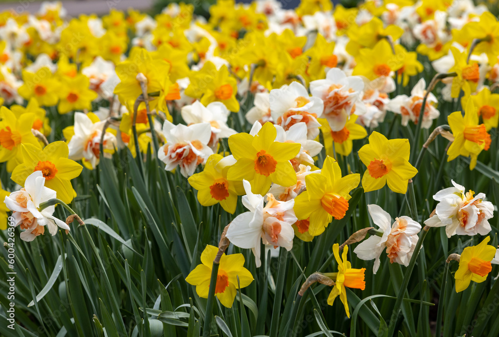 Obraz premium yellow and white daffodils flowers blooming in a garden