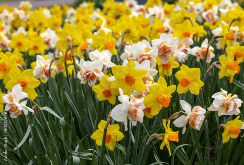 Fototapeta Naklejka Na Ścianę i Meble -  yellow and white daffodils flowers blooming in a garden