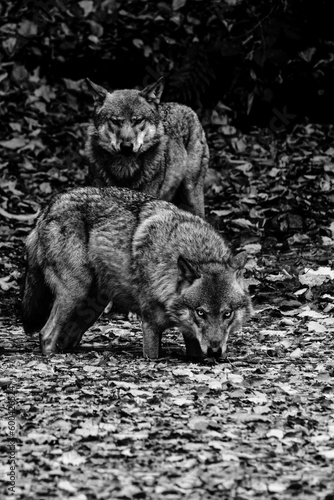 black and white photo of wolf