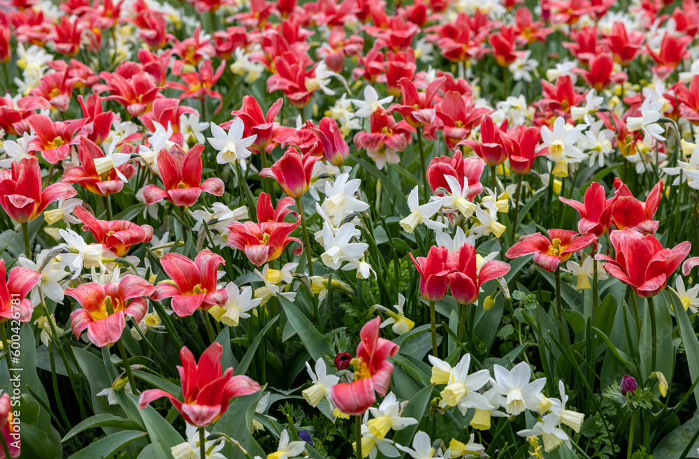 white daffodils and red tulips blooming in a garden