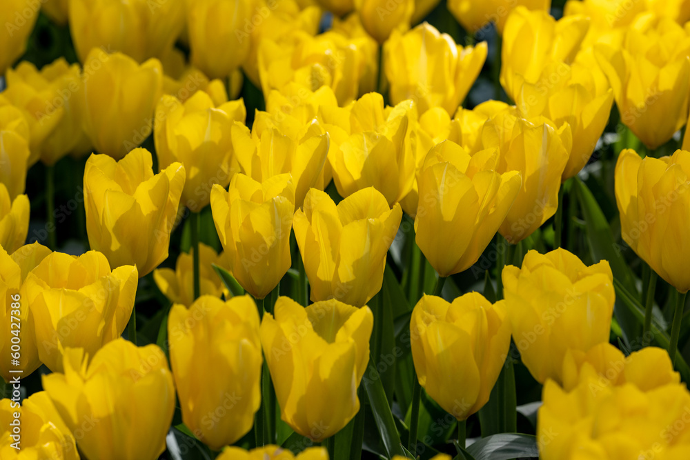 yellow tulips blooming in a garden yellow tulips blooming in a garden