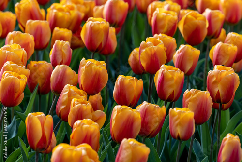 orange tulips blooming in a garden