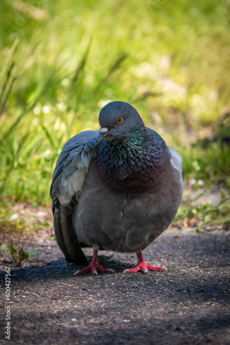 Beautiful photo of The pigeon and green grass. Gray Dove standing in grass. A bird on the street close up
